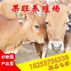 供应鲁西黄牛 肉牛 我们厂家坚持用我们的诚心和信心换你的安心