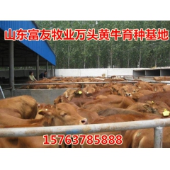 急售优良【肉牛】，成年肉牛，牛犊免费运输 哪里有牛
