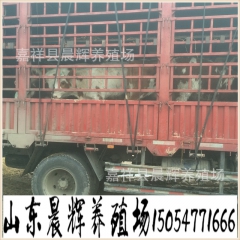 肉牛利润|肉牛成本|肉牛饲料配比|肉牛养殖场、肉牛