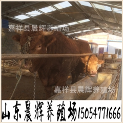 河北邢台肉牛饲养前景 河北肉牛报价 改良肉牛 黄牛
