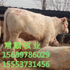 供应肉牛 西门塔尔肉牛 利木赞肉牛 夏洛莱肉牛量大价优