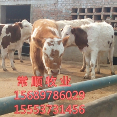西门塔尔牛利木赞夏洛莱肉牛养殖 山东肉牛