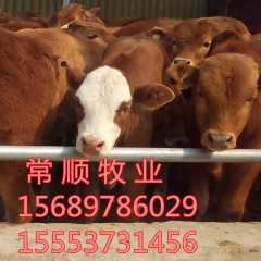 西门塔尔肉牛犊 利木赞牛肉牛 西门塔尔牛 鲁西黄牛养殖场