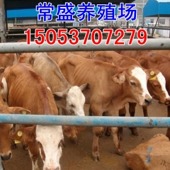 天津肉牛价格 西门塔尔牛价格 利木赞肉牛