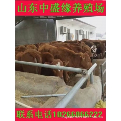 鲁西黄牛小肉牛 适合quan国养殖的肉牛牛种鲁西黄牛 黄牛价...