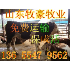 买肉牛、小牛犊到山东养牛场免费运输