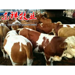 利木赞肉牛 肉牛犊 利木赞肉牛放养