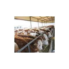 怎样养殖夏洛莱肉牛 利木赞肉牛