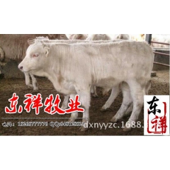 黄牛肉牛 利木赞幼牛 黄牛肉牛供应