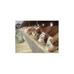 供应改良肉牛犊 夏洛莱肉牛 利木赞肉牛