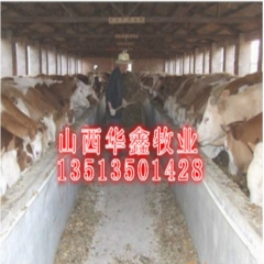 【出售万头改良肉牛】利木赞肉牛 夏洛莱肉牛 鲁西肉牛