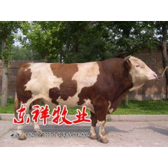 利木赞肉牛 肉牛崽 利木赞肉牛5月龄价格