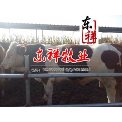 利木赞肉牛 鲁西黄牛 利木赞肉牛大图