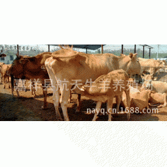 供应优质纯种肉牛----鲁西黄牛肉牛