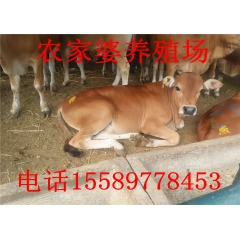 批发肉牛 西门塔尔牛 鲁西黄牛牛犊 随意挑选 货到付款