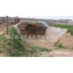 纯种  肉牛 价格合理 成宇畜牧业合作社