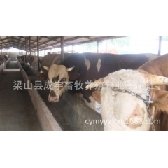 梁山县成宇牧业 提供种牛 肉牛 西门塔尔牛 鲁西黄牛