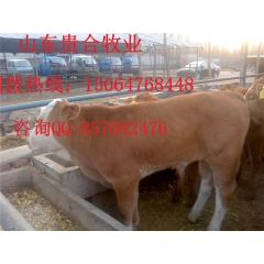 出售鲁西黄牛肉牛犊 肉牛 西门塔尔肉牛 出肉率高抵抗力强