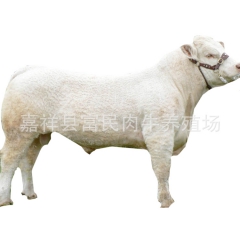 供应   夏洛莱肉牛    养殖育肥  免费配送   欢迎订...