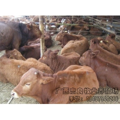 大黄牛 黄牛牛犊  三元杂交牛Crossbred cattl...