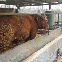 供应肉牛_济宁口碑好的肉牛 牛犊 西门塔尔牛报价