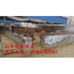 优质肉牛犊 改良肉牛 量大免费运输 畜牧局补贴运费 1836...