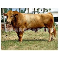 肉牛 提高牛肉质量肉牛育肥后期是关键