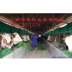 南方大型肉牛养殖场,南方适合养殖西门塔尔肉牛