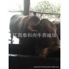 江西泰和肉牛，质量保证，价格优惠