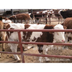 供应鲁西黄牛 西门塔尔肉牛 养殖 免费运输