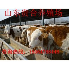 西门塔尔肉牛 肉牛犊 肉牛养殖 肉牛价格