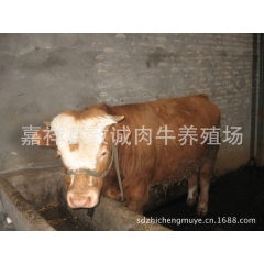 优良肉牛 西门塔尔牛 牛犊 养殖技术 肉牛价格
