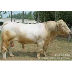 供应利木赞肉牛 夏洛莱肉牛架子牛