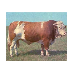 【最新推荐】肉牛、架子牛、西门塔尔牛、繁育牛、牛羊价格