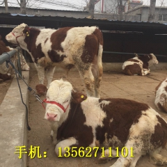 广西肉牛养殖场 高产肉牛 鲁西黄牛价格走势 发展趋势