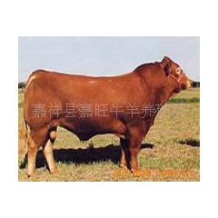 供应肉牛 鲁西黄牛 量大免费送货 货到付款
