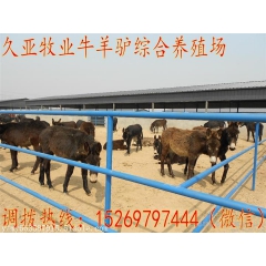 山东优质肉牛