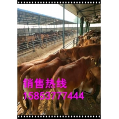 鲁西黄牛