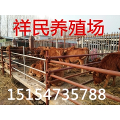 一头小黄牛犊价格多少钱