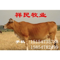 300斤鲁西黄牛价格多少钱