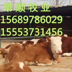 鲁西黄牛 西门塔尔牛利木赞夏洛莱肉牛养殖