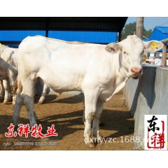 鲁西黄牛 利木赞牛崽 鲁西黄牛养殖技术