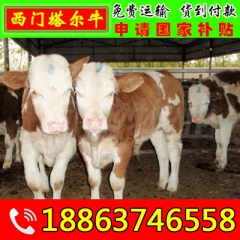 安徽适合养殖哪个牛种 鲁西黄牛 肉牛 西门塔尔肉牛
