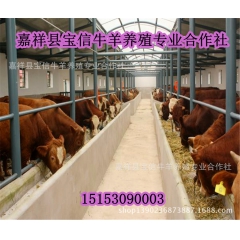 河南肉牛养殖场，信阳适合养殖什么肉牛品种|肉牛，鲁西黄牛