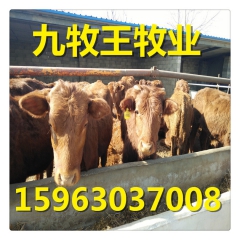 牛犊多少钱一头河南小肉牛 肉牛犊 鲁西黄牛