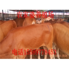 鲁西黄牛养殖场厂家直供优质各种鲁西黄牛 量大优惠
