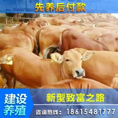 山东建设养殖优质鲁西黄牛 鲁西黄牛优质种牛 品种优良保教技术
