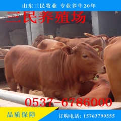 鲁西黄牛小肉牛哪里买 适合全国养殖的肉牛鲁西黄牛 黄牛价格