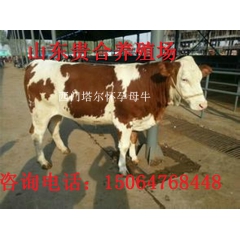 利木赞牛 西门塔尔牛 鲁西黄牛 肉牛养殖场
