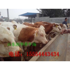 牛犊育肥场供应圈养鲁西黄牛 改良牛犊 牛苗价格